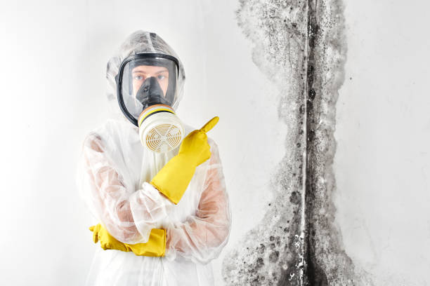 Best Industrial Mold Remediation  in Franklin, LA